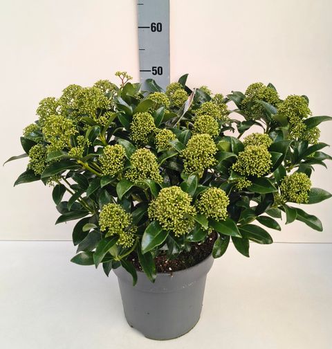 Skimmia japonica 'Fragrant Cloud'