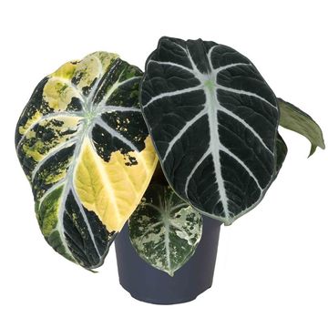 Alocasia 'Ninja Variegata'