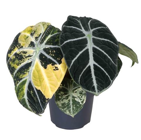 Alocasia 'Ninja Variegata'