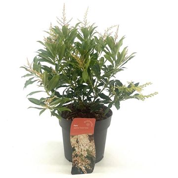 Pieris 'Forest Flame'