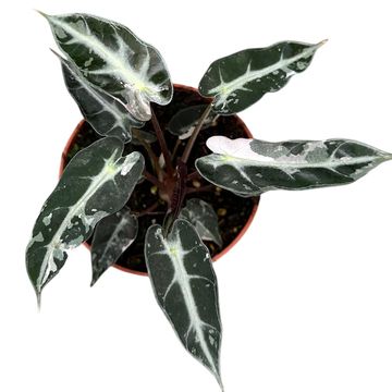 Alocasia 'Bambino Variegata'
