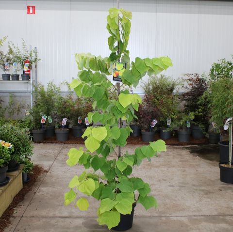 Cercis canadensis THE RISING SUN — Plant Wholesale FlorAccess