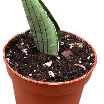 Sansevieria 'Rookie'