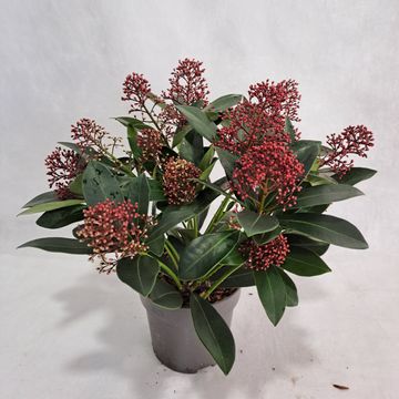 Skimmia japonica 'Rubella'