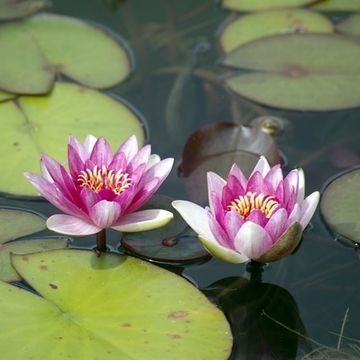 Nymphaea 'Pygmaea Rubra'