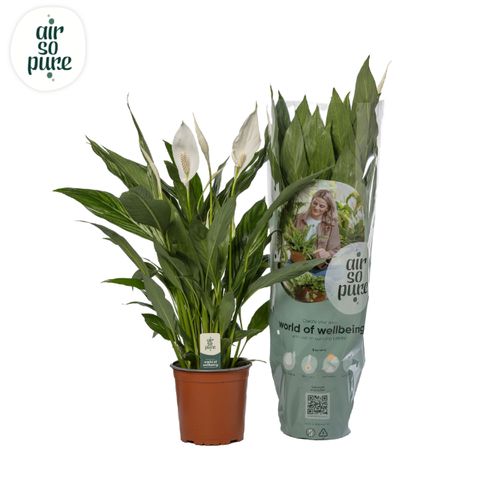 Spathiphyllum SILVER CUPIDO