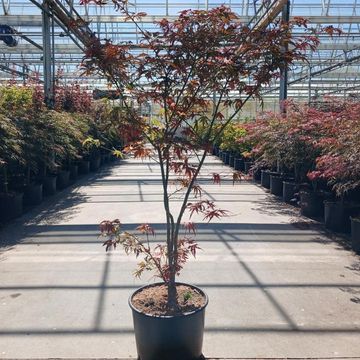 Acer palmatum 'Villa Taranto'