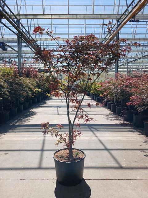Acer palmatum 'Villa Taranto'