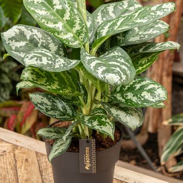 Aglaonema 'Amazon Silver'