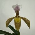 Paphiopedilum gratrixianum daoense