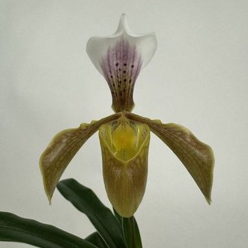 Paphiopedilum gratrixianum daoense