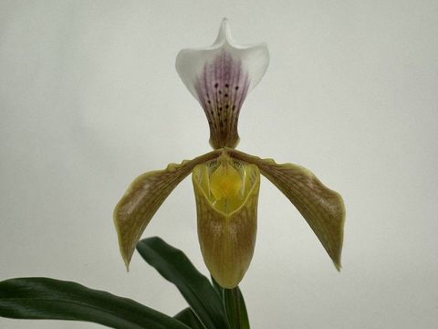 Paphiopedilum gratrixianum daoense