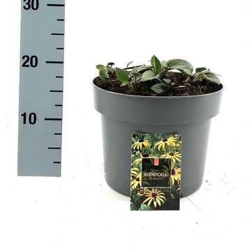 Rudbeckia fulgida 'Goldsturm'