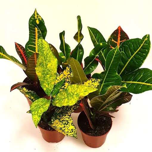 Codiaeum variegatum MIX