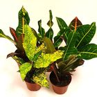 Codiaeum variegatum MIX