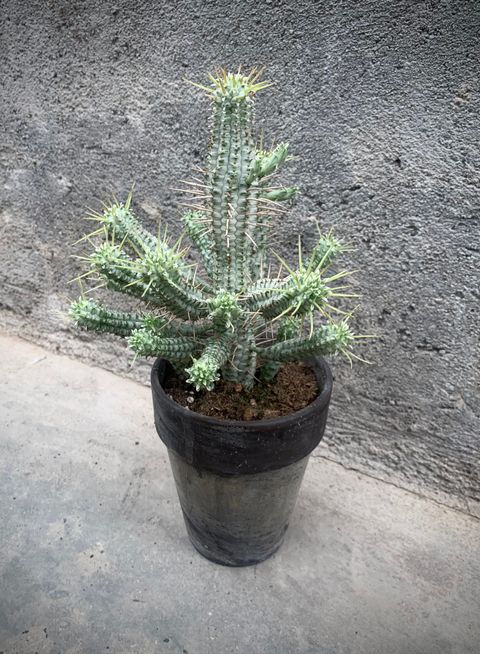 Euphorbia submamillaris