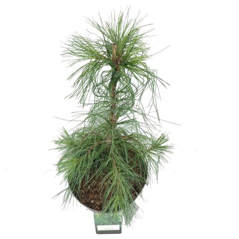 Pinus strobus 'Pendula'