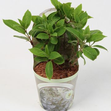 Hydrangea paniculata 'Silver Dollar'