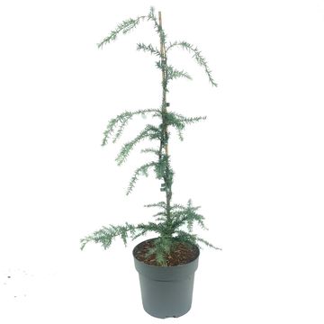 Tsuga heterophylla 'Glauca'