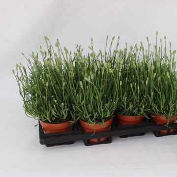 Lavandula angustifolia 'Ellagance Ice'