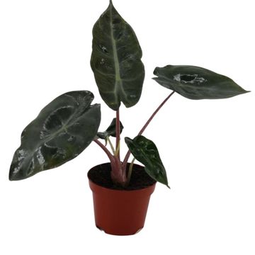 Alocasia 'Pink Dragon'