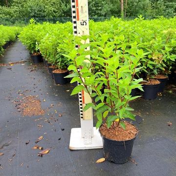 Hydrangea paniculata PASTELGREEN