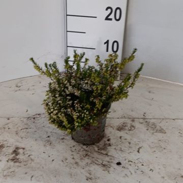 Erica carnea WINTERLADIES WHITE