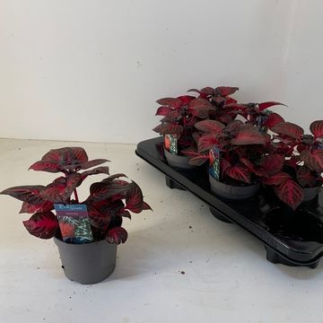 Iresine herbstii 'Rich Redstar'