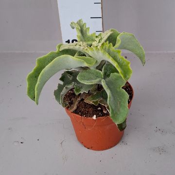 Kalanchoe beharensis 'Maltese Cross'