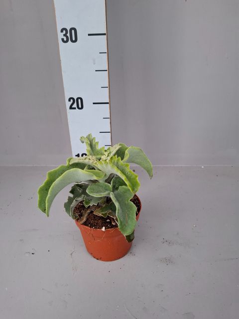 Kalanchoe beharensis 'Maltese Cross'