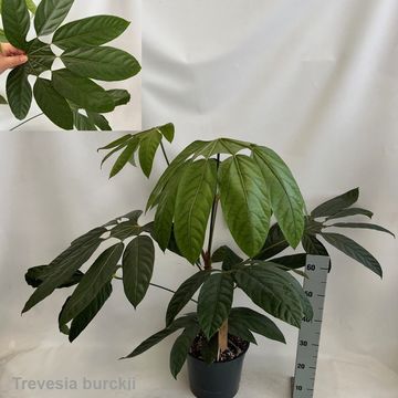 Trevesia burckii