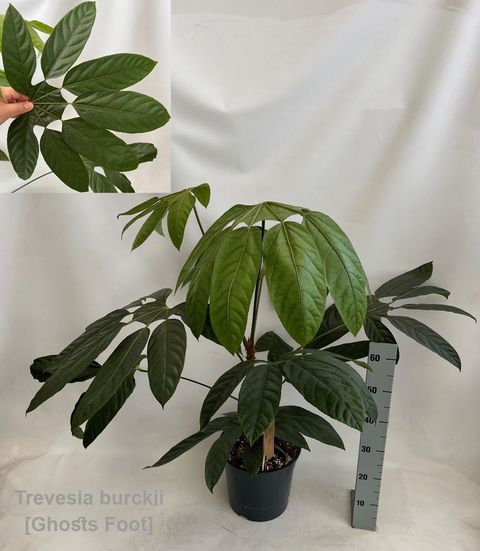 Trevesia burckii