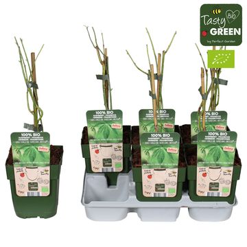 Rubus chingii suavissimus 'Sweetleaf'