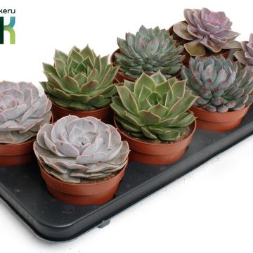Echeveria MIX