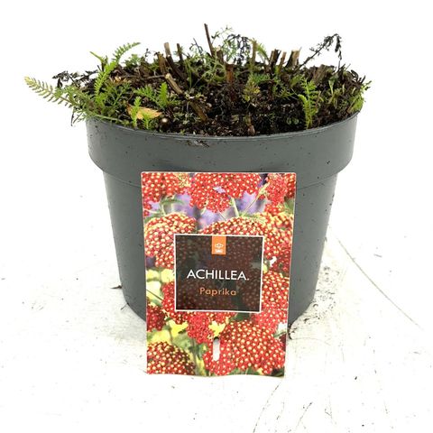 Achillea millefolium 'Paprika'