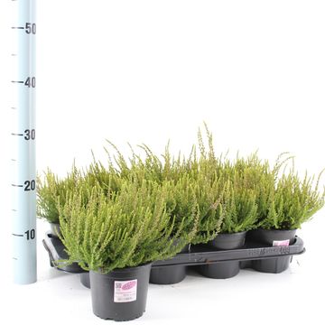 Calluna vulgaris GARDEN GIRLS GINA