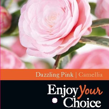 Camellia japonica 'Dazzling Pink'