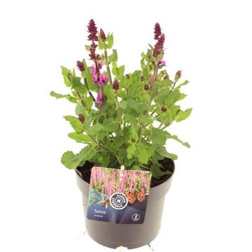 Salvia x sylvestris 'Rose Marvel'