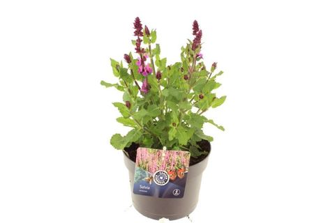 Salvia x sylvestris 'Rose Marvel'