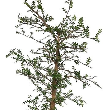 Operculicarya decaryi