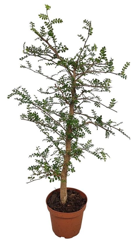 Operculicarya decaryi