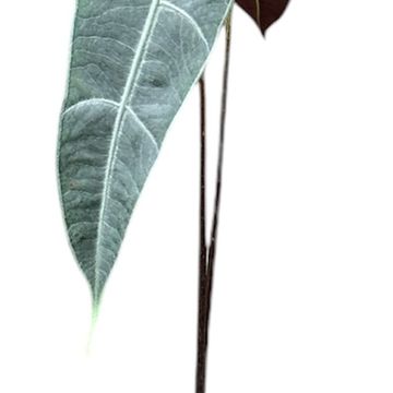 Alocasia longiloba SILVER