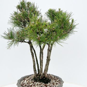 Pinus thunbergii