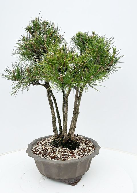 Pinus thunbergii