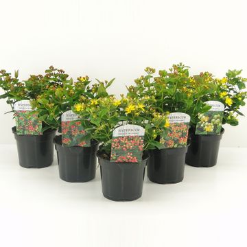 Hypericum x inodorum MAGICAL MIX