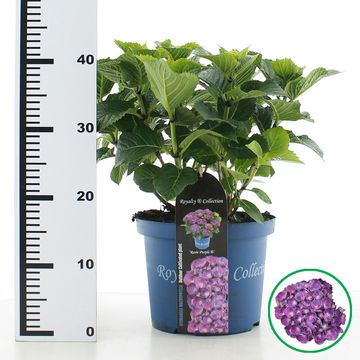 Hydrangea macrophylla ROYALTY COLLECTION ROSIE PURPLE