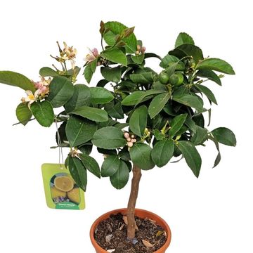 Citrus x meyeri 'Meyer'