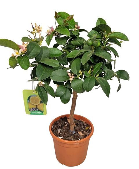 Citrus x meyeri 'Meyer'