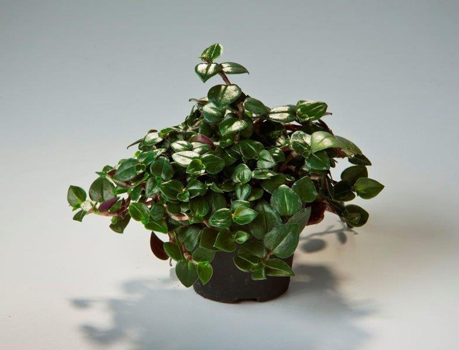 Tradescantia albiflora 'Dark Green' — Plant Wholesale FlorAccess