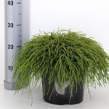 Chamaecyparis pisifera 'Filifera Nana'